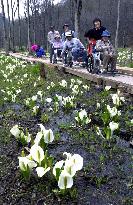 Skunk cabbages draw onlookers on Oze marshland opening day